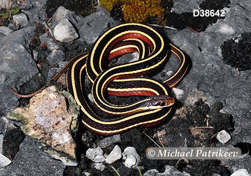 Northern Ribbon Snake (Thamnophis sauritus septentrionalis)